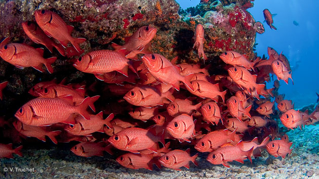 site rencontres tahiti