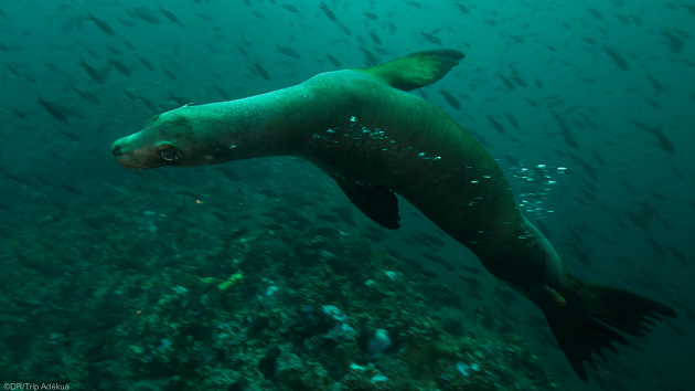 Séjour plongée aux Galapagos en Equateur