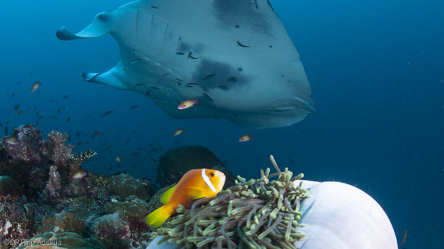 Séjour plongée à Mayotte dans l'Océan Indien