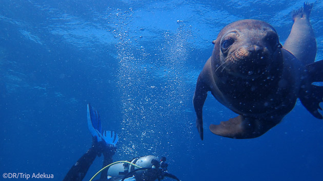 Séjour plongée en mer de Cortez au Mexique