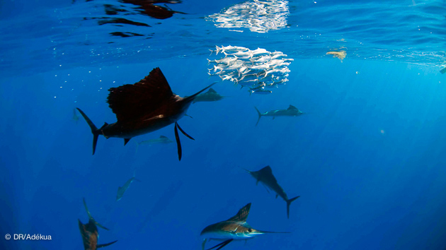 Séjour plongée à la rencontre les poissons espadons voilier