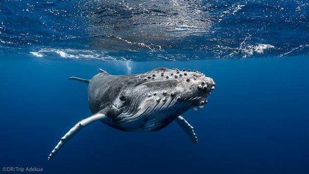 Séjour plongée en Polynésie à la rencontre des baleines