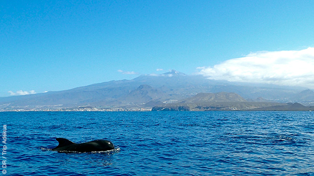 formation plongée à Tenerife aux Canaries