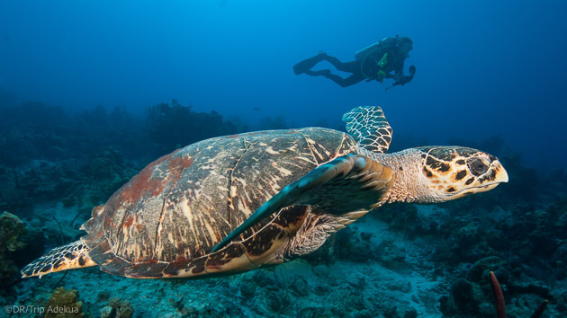 Séjour plongée dans l'archipel des îles Turks and Caicos aux Caraïbes