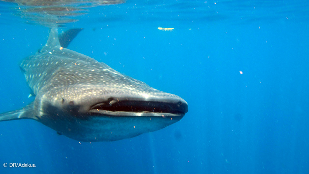 Séjour plongée à la rencontre des requins baleines