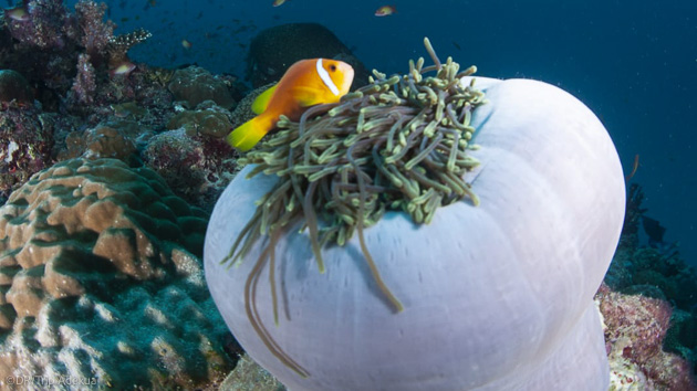 Séjours et croisière plongée aux Maldives