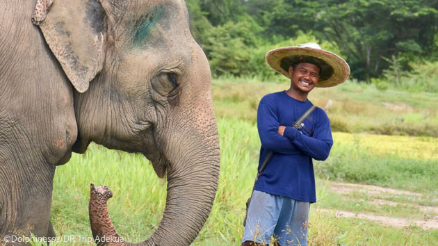 Découvrez les éléphants en Thaïlande