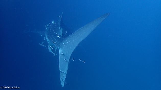 Séjour plongée en Thaïlande dans les îles Similans