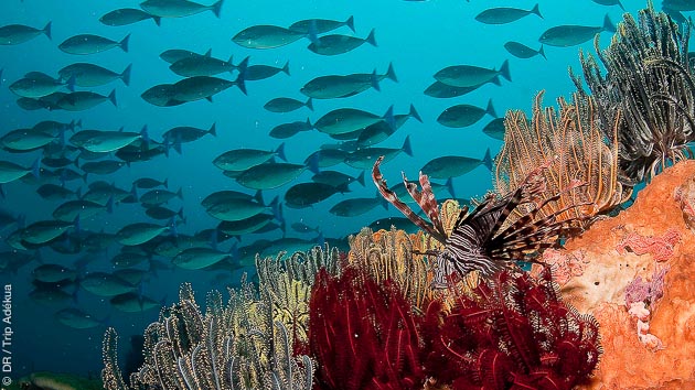 magnifiques fonds sous marins de Komodo en Indonésie