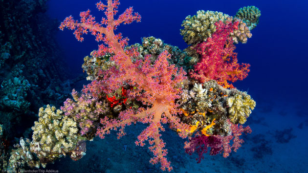 Votre séjour plongée à la découverte du récif de St-John en mer rouge