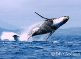 Rencontre exceptionnelle avec les requins baleine et les baleines à bosse à Nosy Be - voyages adékua