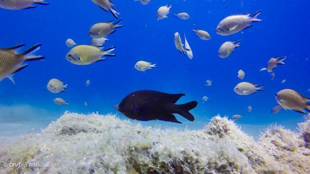 Découvrez les plus belles espèces marines des Canaries pendant votre séjour plongée