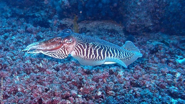 faune sous-marine très riche au Cap Vert
