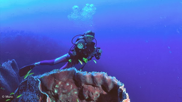 votre voyage plongée aux Roques avec Dive Trip Adékua