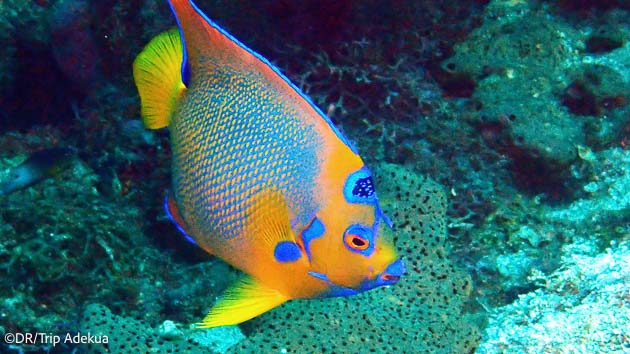 Découvrez les plus beaux fonds marins de La Dominique