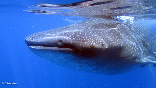 Nager avec les requins baleine au Mexique