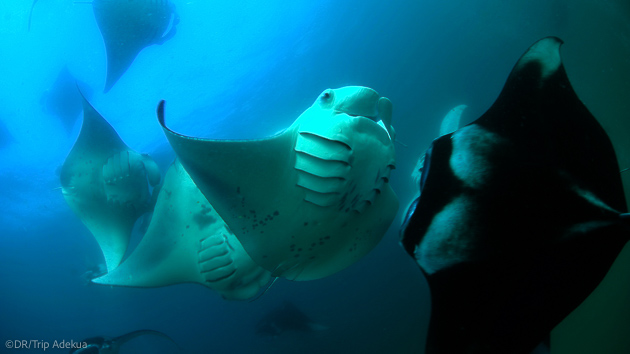 Raie manta et requin-baleine pour des plongées extraordinaires aux Maldives