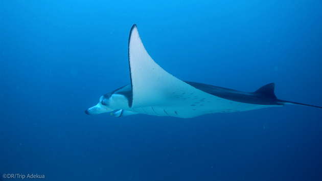 Plongez avec les raies mantas à Tobago aux Caraïbes