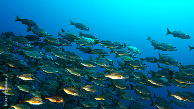 Pour découvrir les fonds marins de Gran Canaria, venez passer vos niveaux de plongée avec nous !