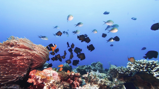 Découvrez les plus beaux sites de plongée de Zanzibar