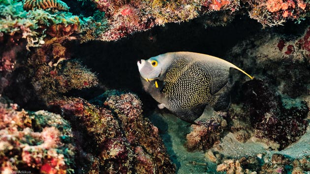 Un séjour plongée de rêve dans les Grenadines aux Caraïbes