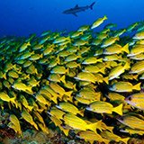Avis Alexandre voyage plongée à Tahiti avec Mary Anne et Trip Adékua