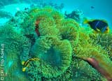 Avis séjour plongée à Tahiti en Polynésie française