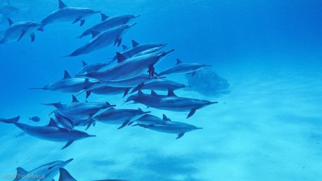 Votre séjour plongée en Egypte avec les dauphins sur un bateau de croisière