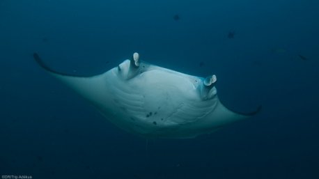 Plongez avec les raies mantas à Tofo au Mozambique