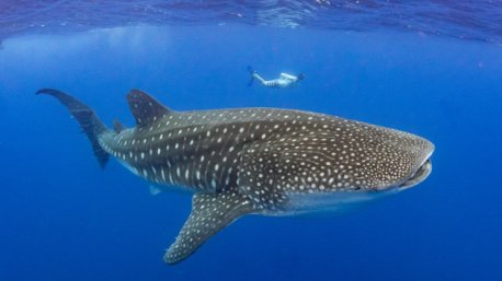 Votre séjour plongée avec les requins baleine à Saint-Hélène