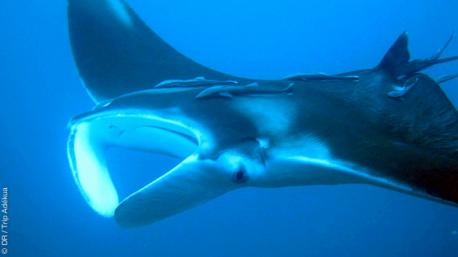 Splendides plongées sur les spots de Tobago
