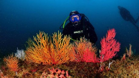 Votre séjour plongée immersions et découvertes à Lisbonne au Portugal